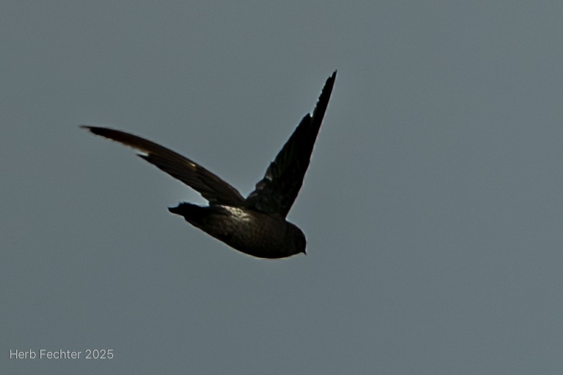 Madagascar Spinetail - ML646466236