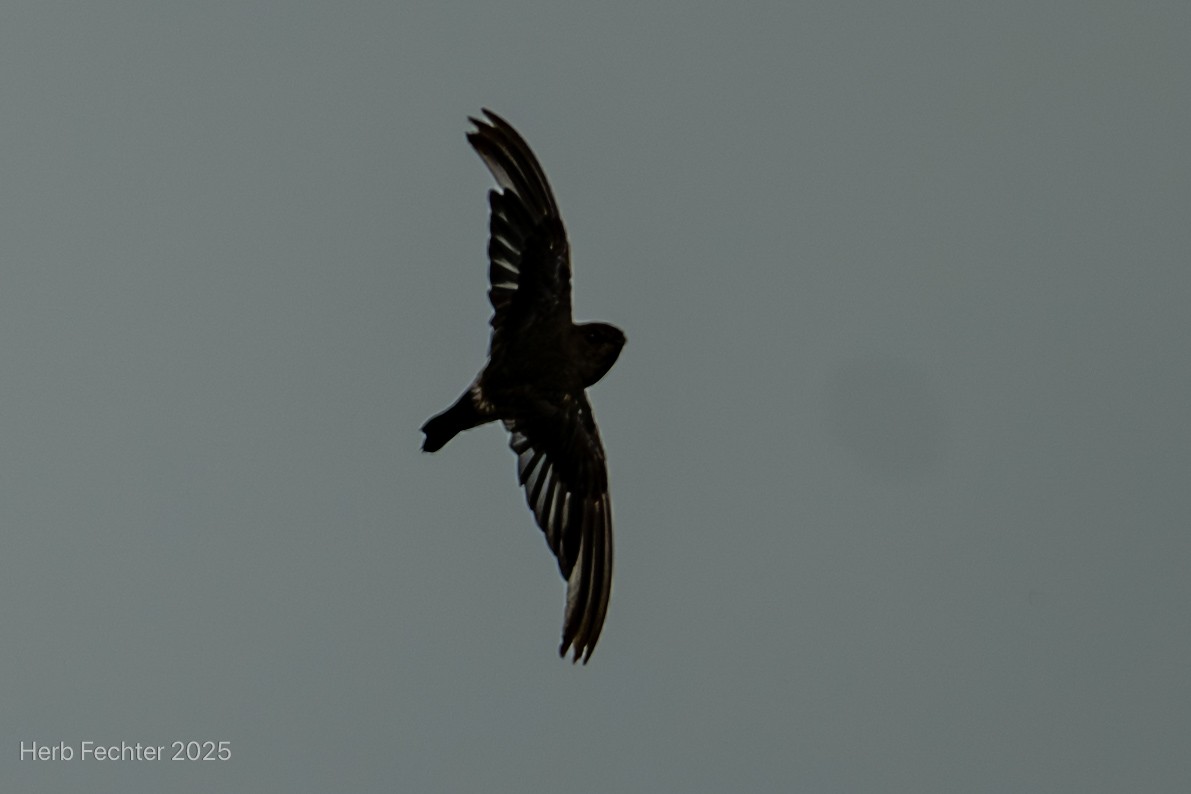 Madagascar Spinetail - ML646466238