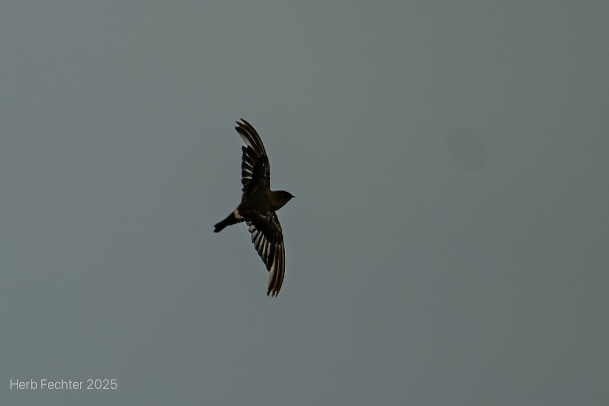 Madagascar Spinetail - ML646466239
