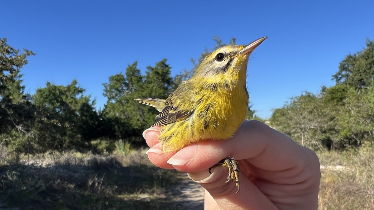 Reinita Galana - ML646466240