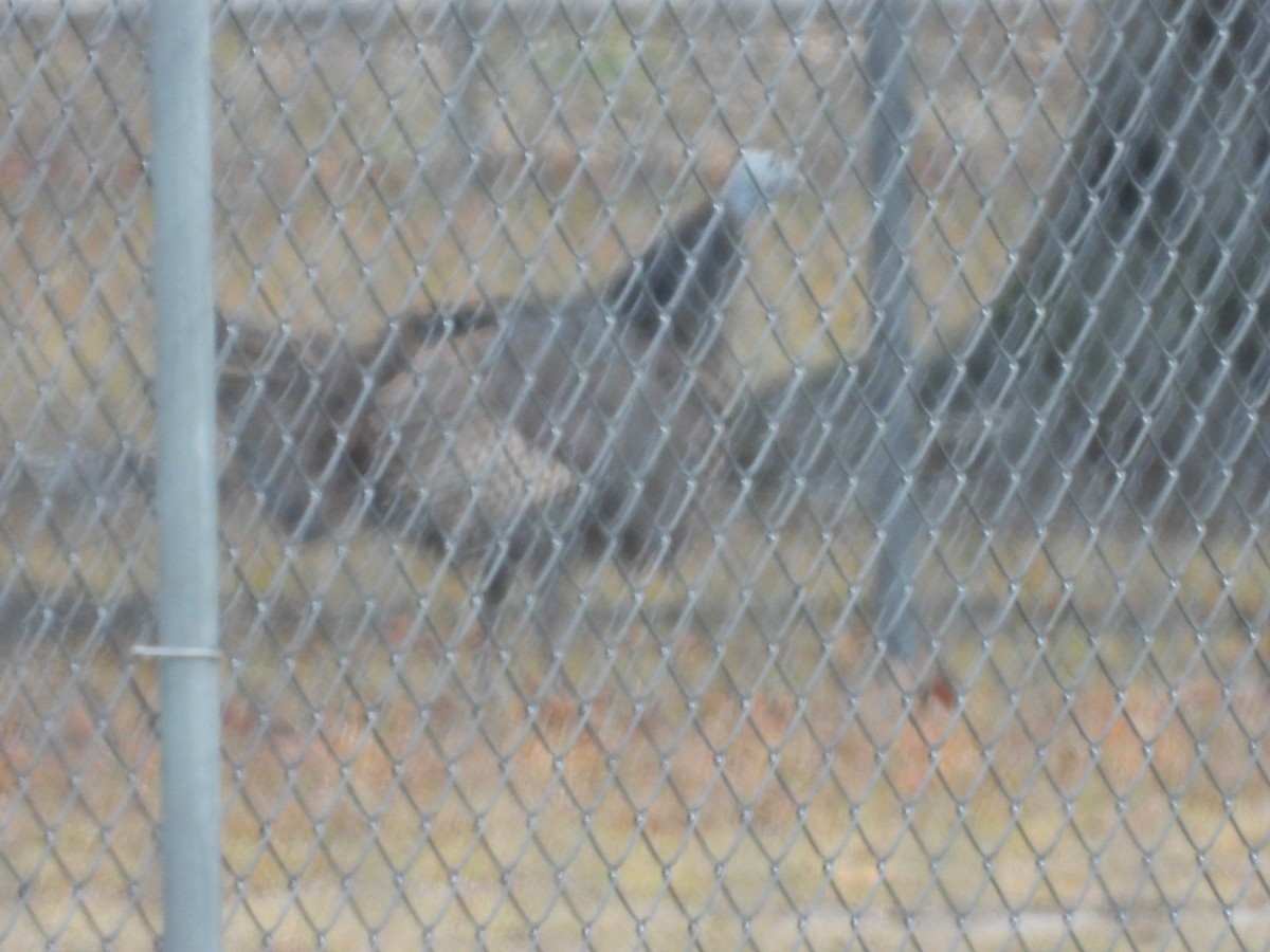 火雞 - ML646466245