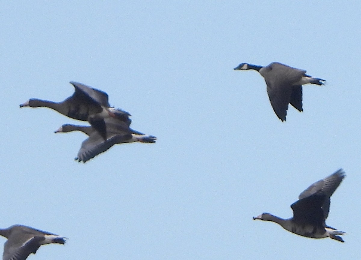 シジュウカラガン - ML646466246