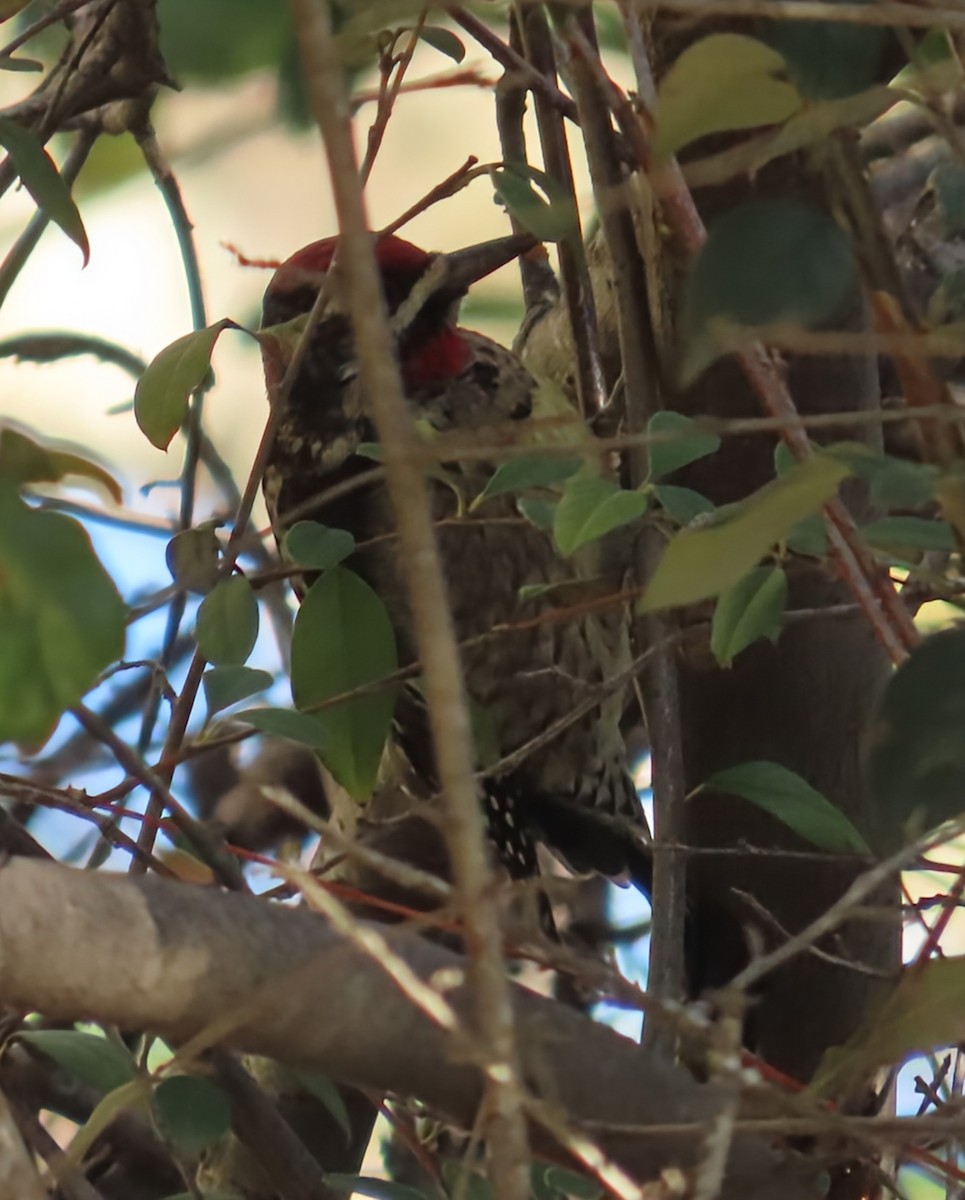 Red-naped Sapsucker - ML646466247