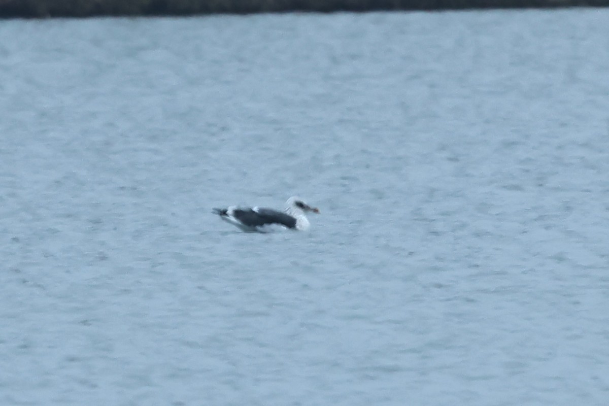 Kaio iluna - ML646466249