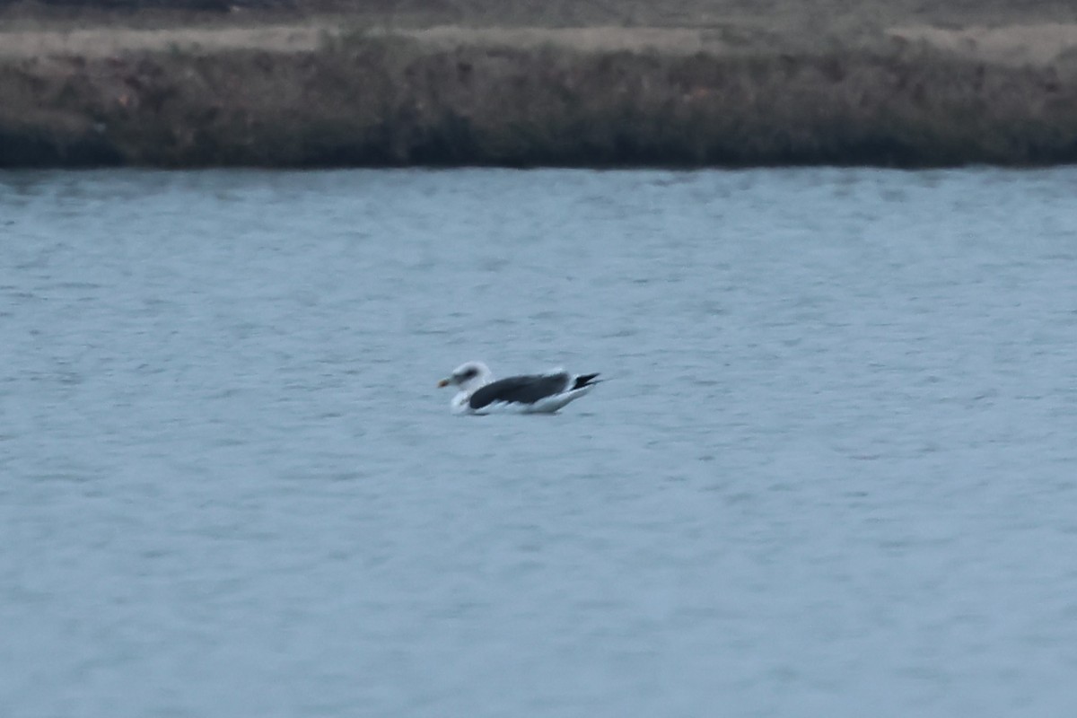 Kaio iluna - ML646466250