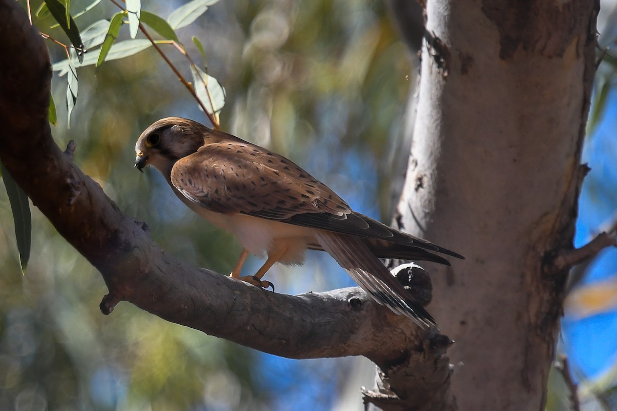 Nankeen Kestrel - ML646466251
