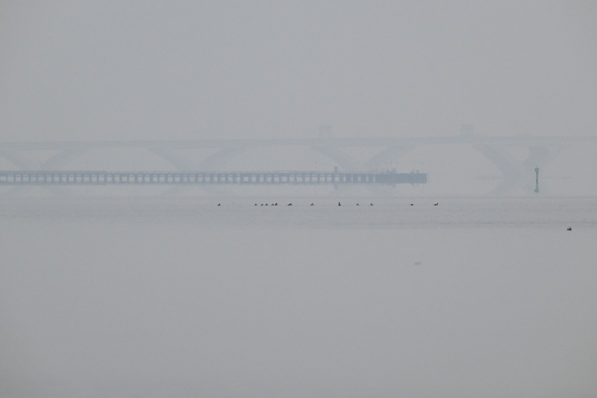 Serreta Mediana - ML646466254