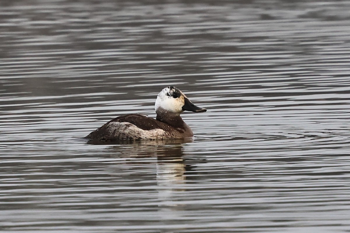 kachnice kaštanová - ML646466257