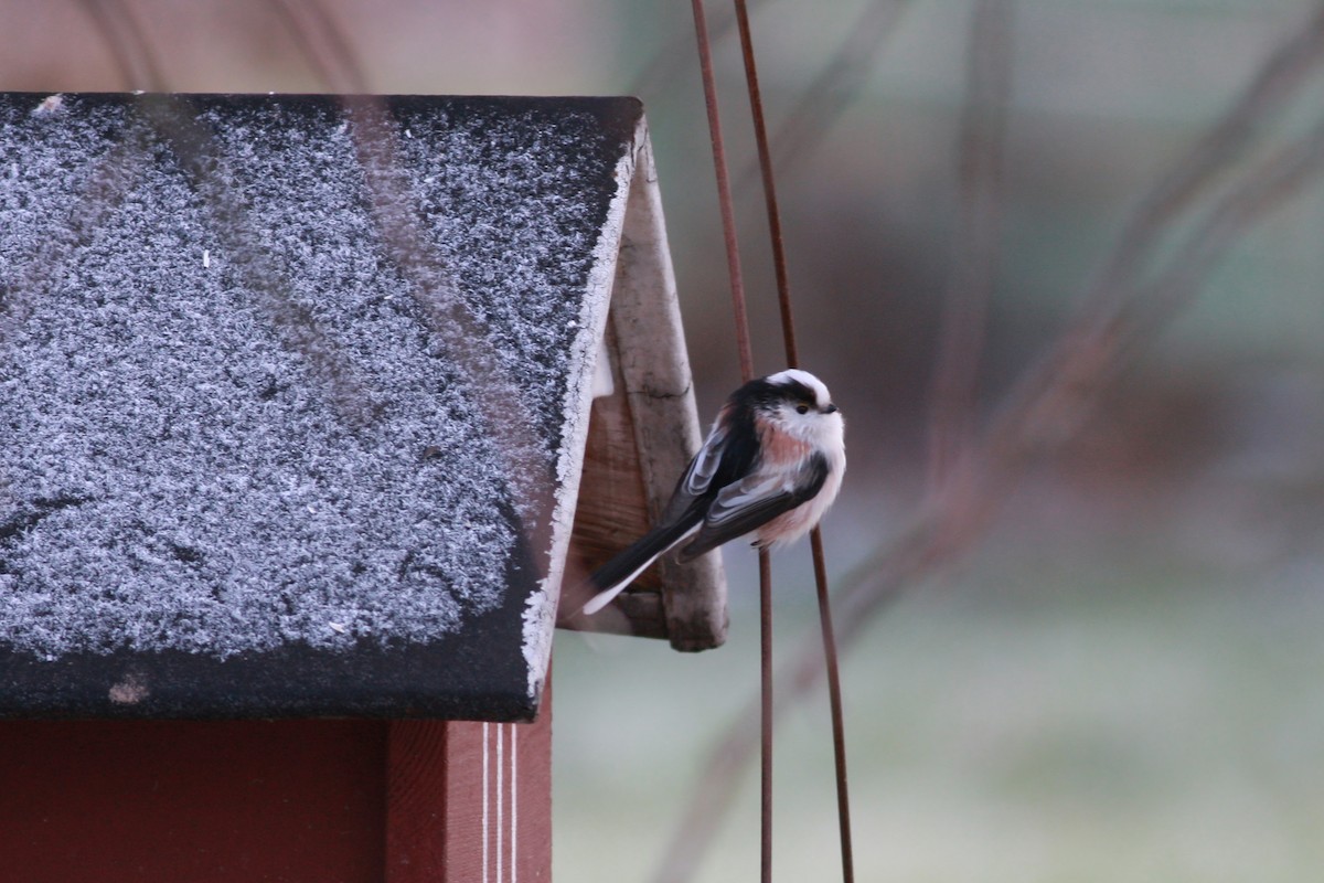 Long-tailed Tit - ML646466258