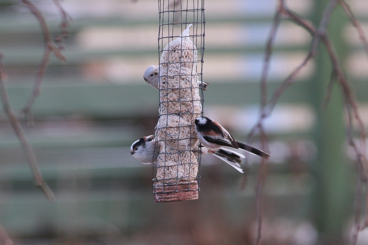 Long-tailed Tit - ML646466259