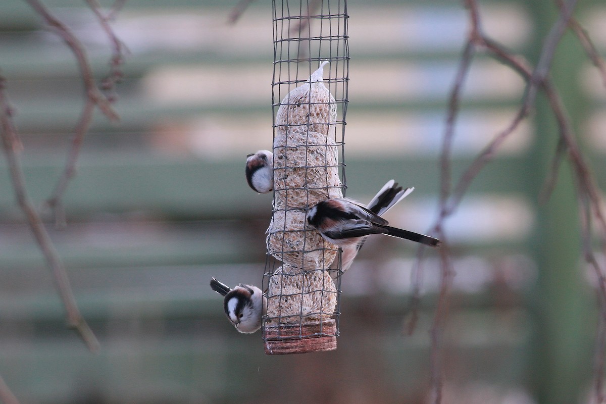 Long-tailed Tit - ML646466261