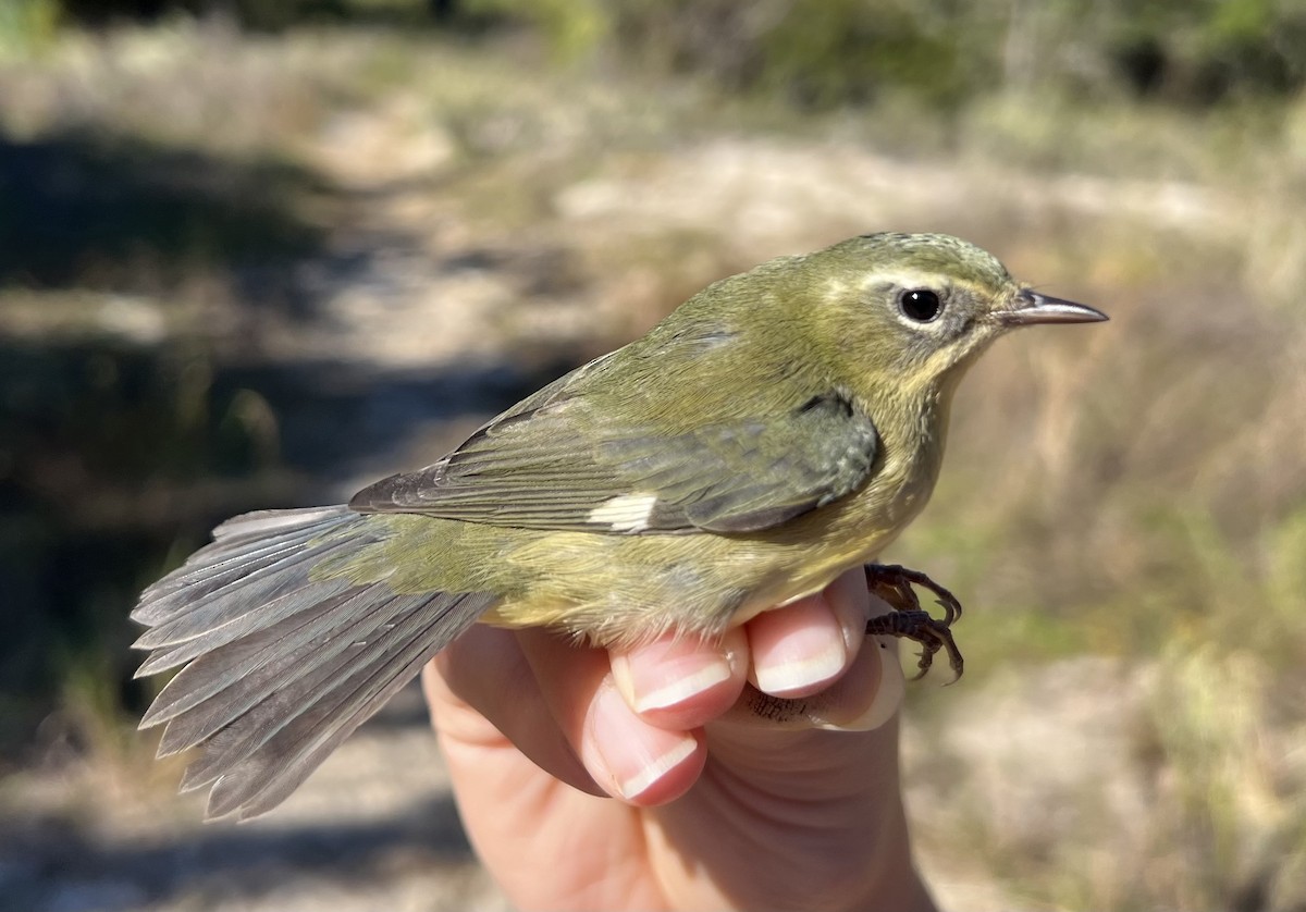 Black-throated Blue Warbler - ML646466262