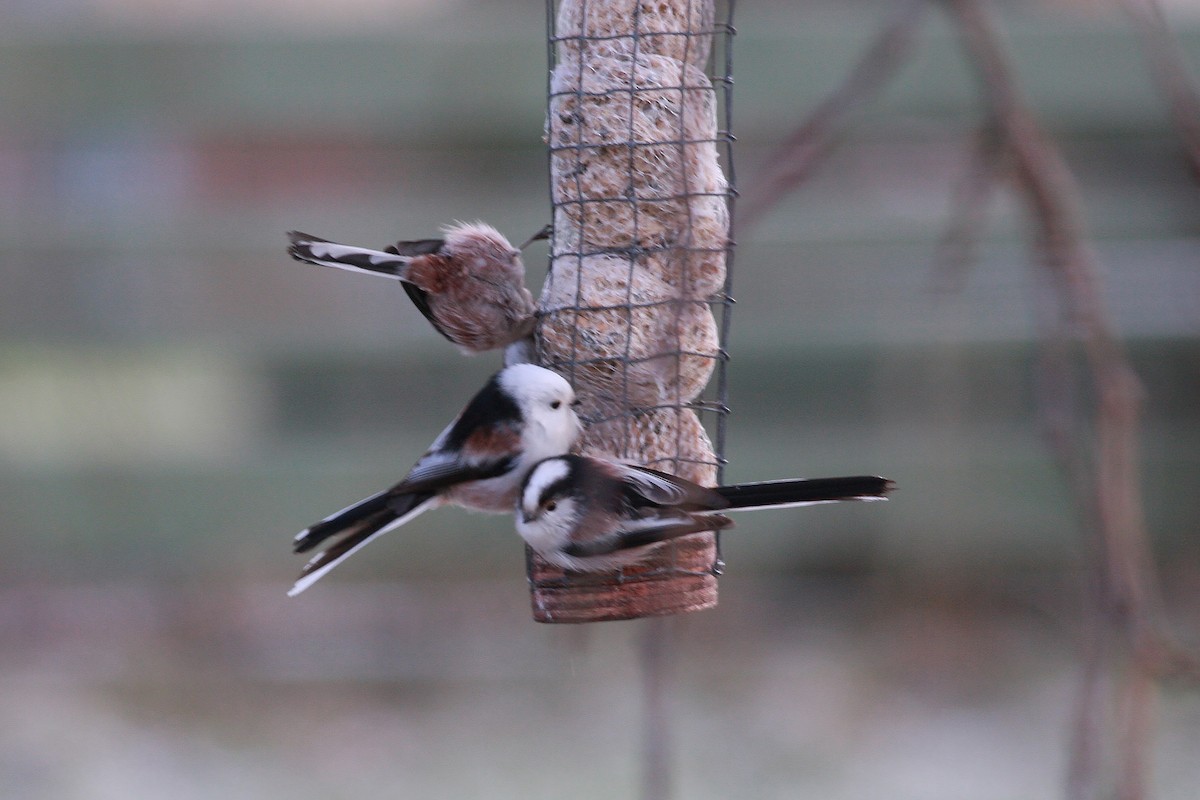 Long-tailed Tit - ML646466263