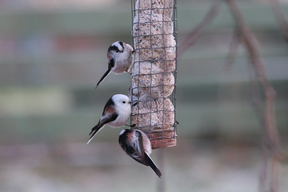 Long-tailed Tit - ML646466264