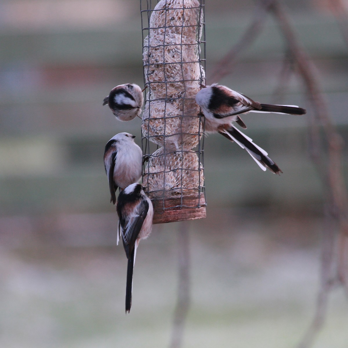 Long-tailed Tit - ML646466265