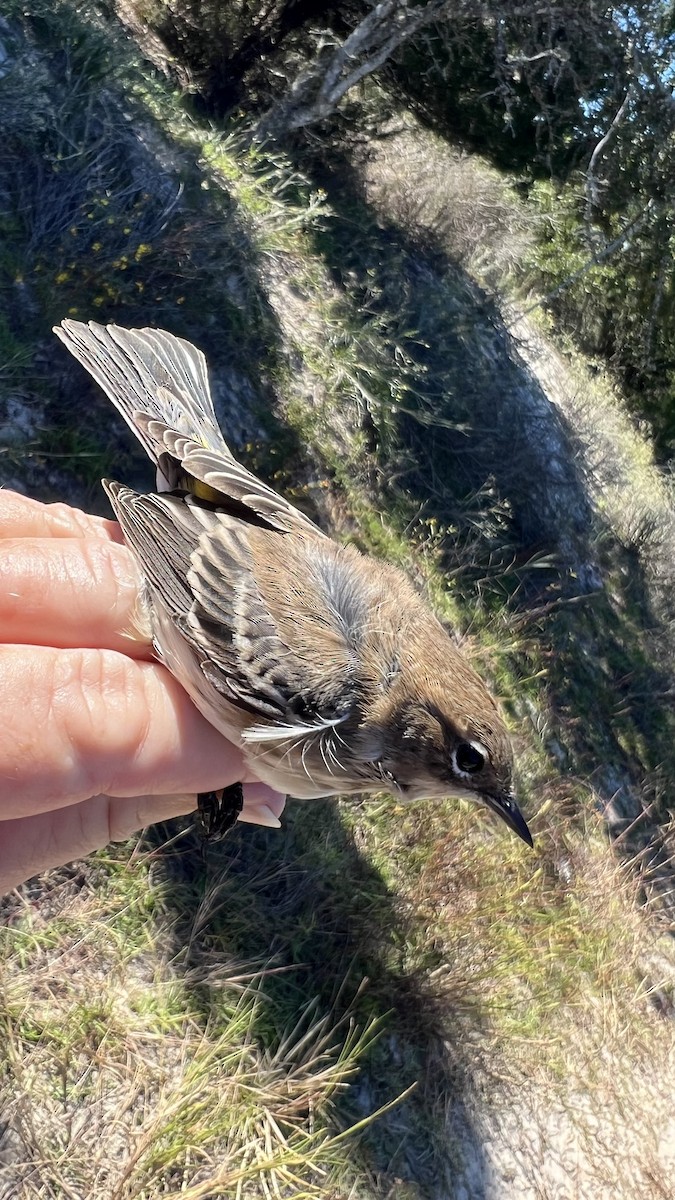 Yellow-rumped Warbler (Myrtle) - ML646466267