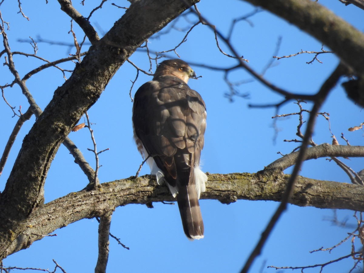 Cooper's Hawk - ML646466270