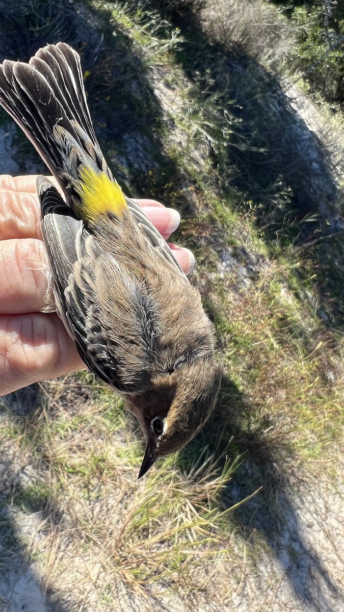Yellow-rumped Warbler (Myrtle) - ML646466271