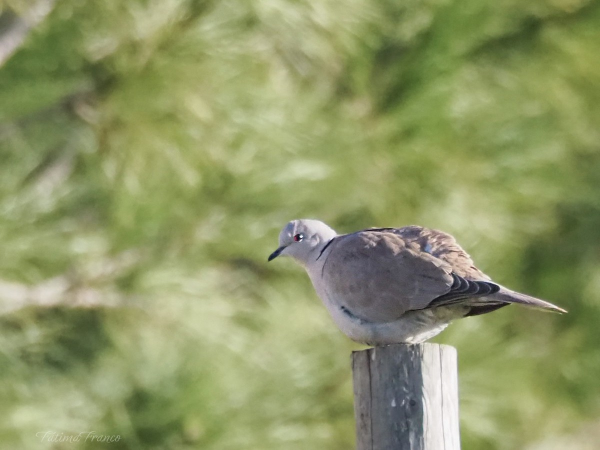 Eurasian Collared-Dove - ML646466272