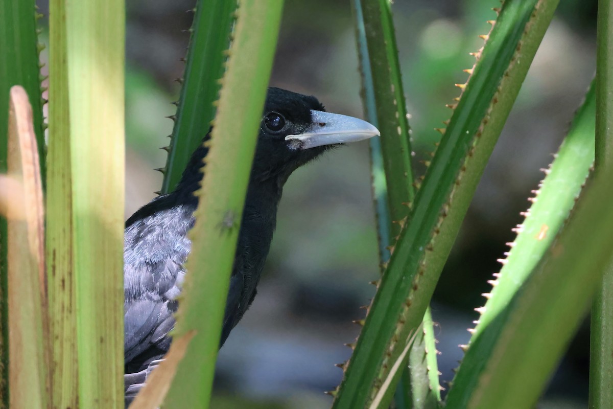Black Butcherbird - ML646466273