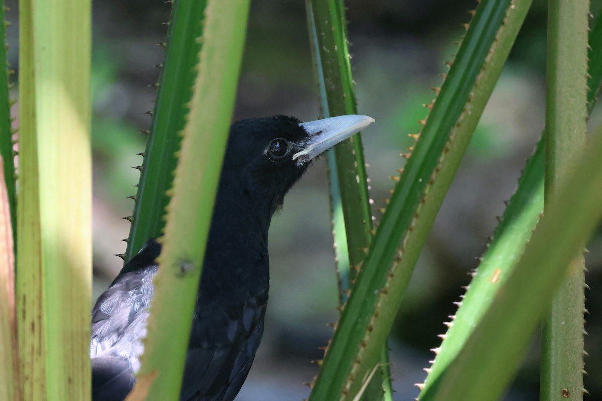 Black Butcherbird - ML646466275