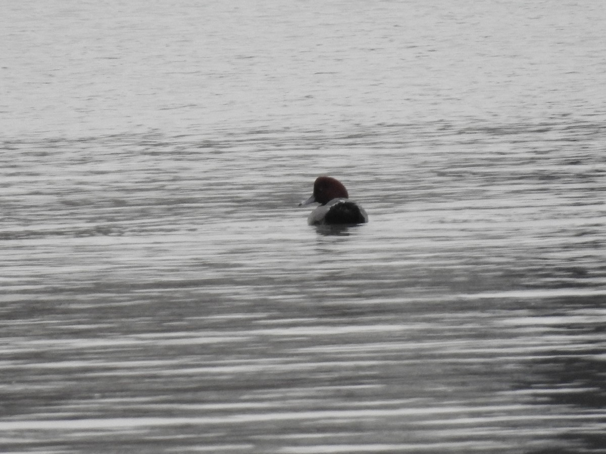 Redhead - ML646466277