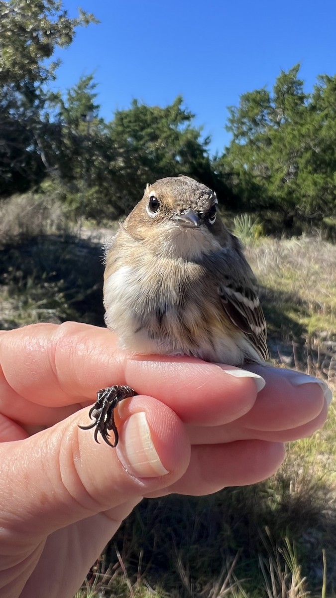 Yellow-rumped Warbler (Myrtle) - ML646466278
