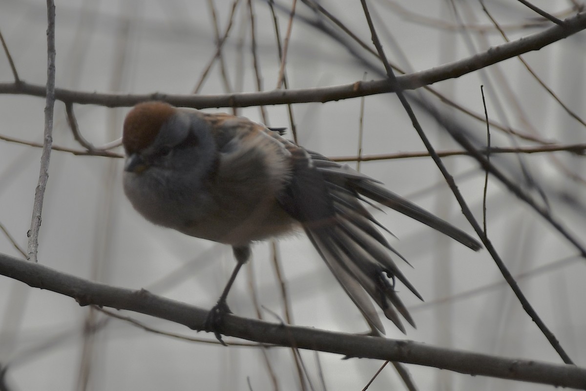 American Tree Sparrow - ML646466282