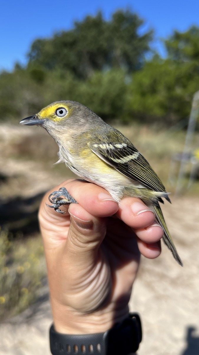 White-eyed Vireo - ML646466287