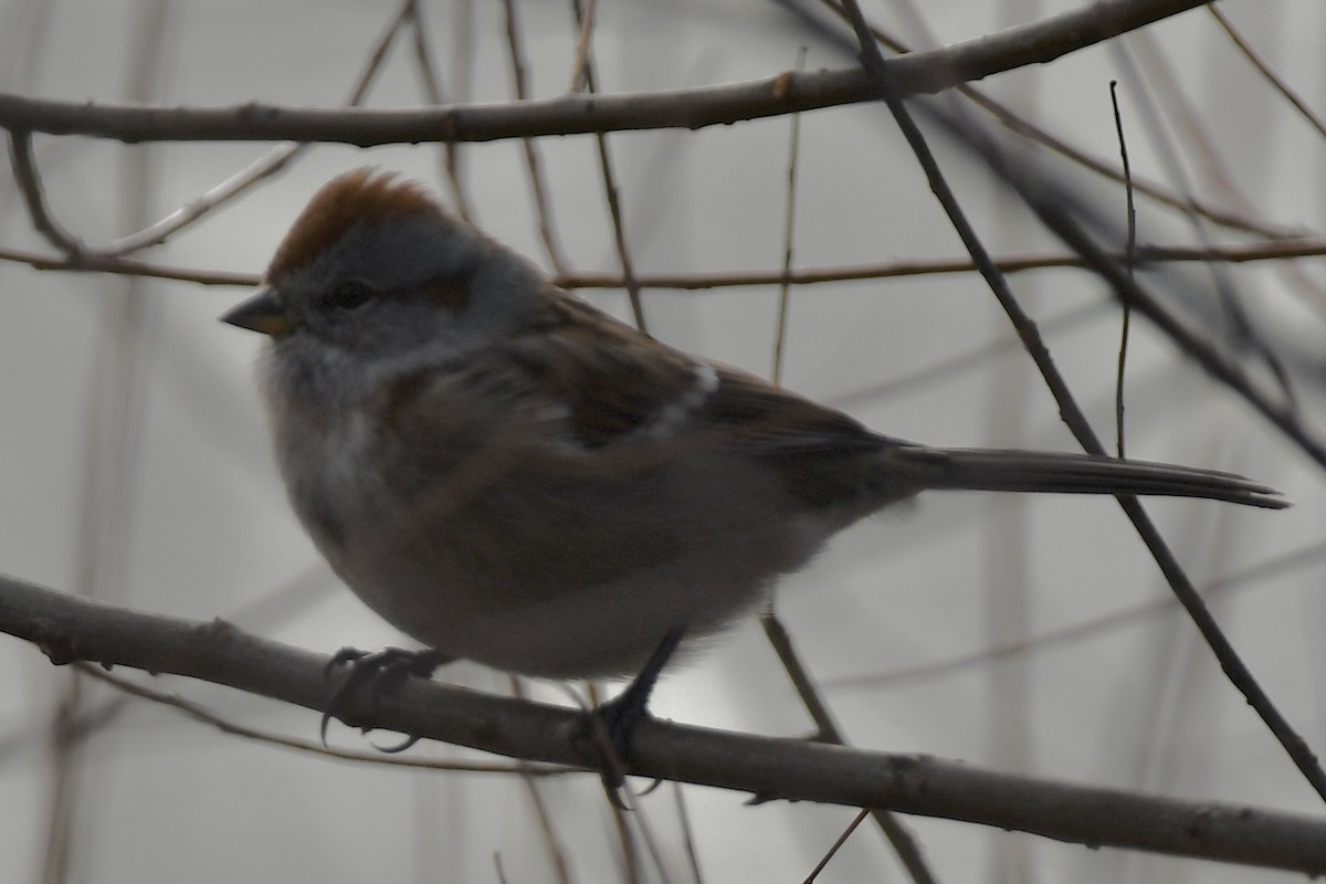American Tree Sparrow - ML646466290