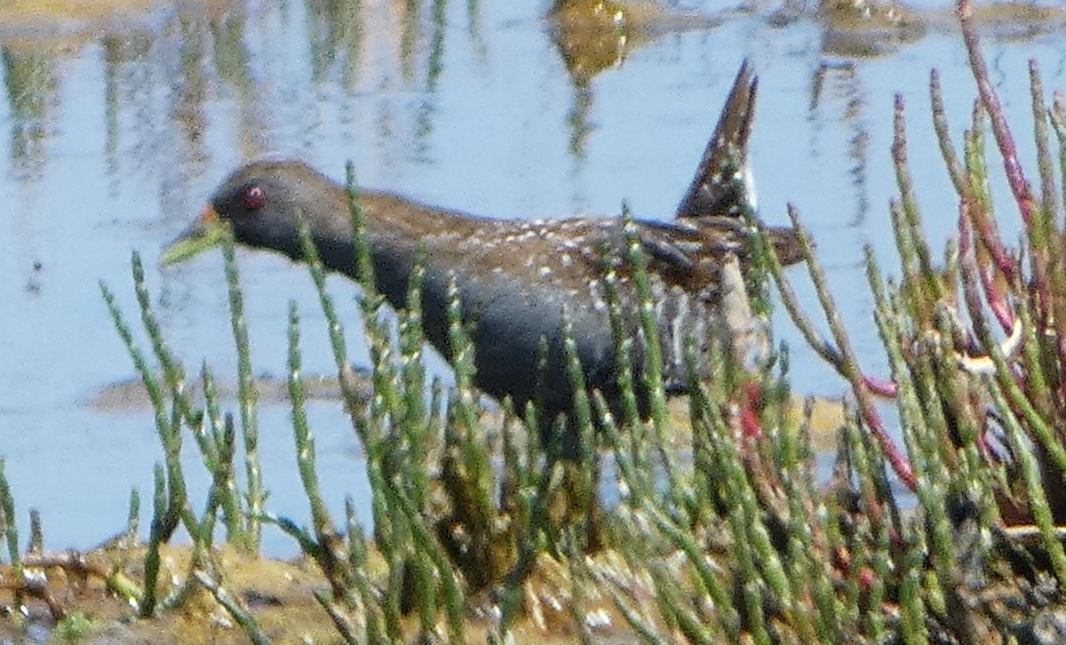 Marouette d'Australie - ML646466291