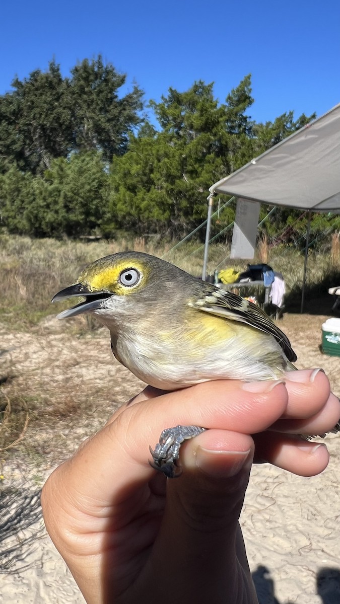 White-eyed Vireo - ML646466292