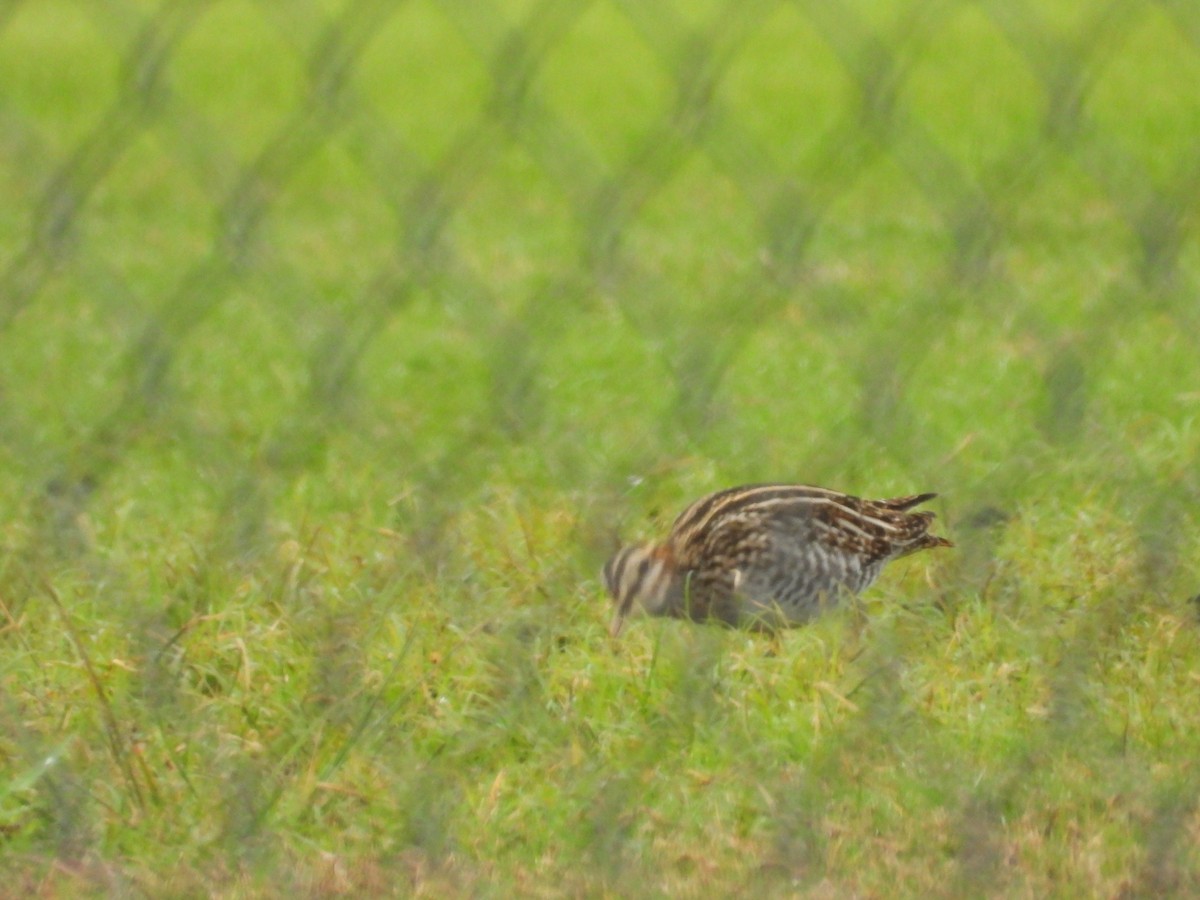 Wilson's Snipe - ML646466298