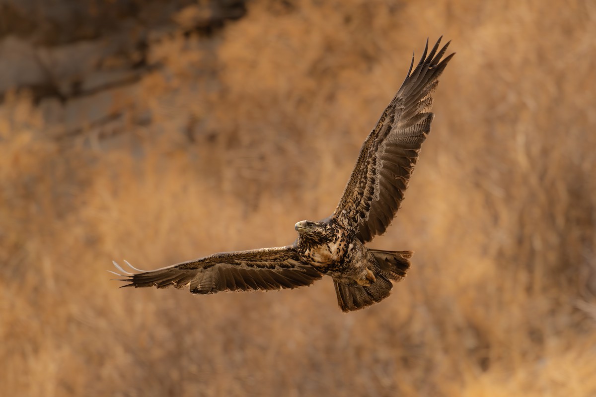 káně orlí - ML646466299