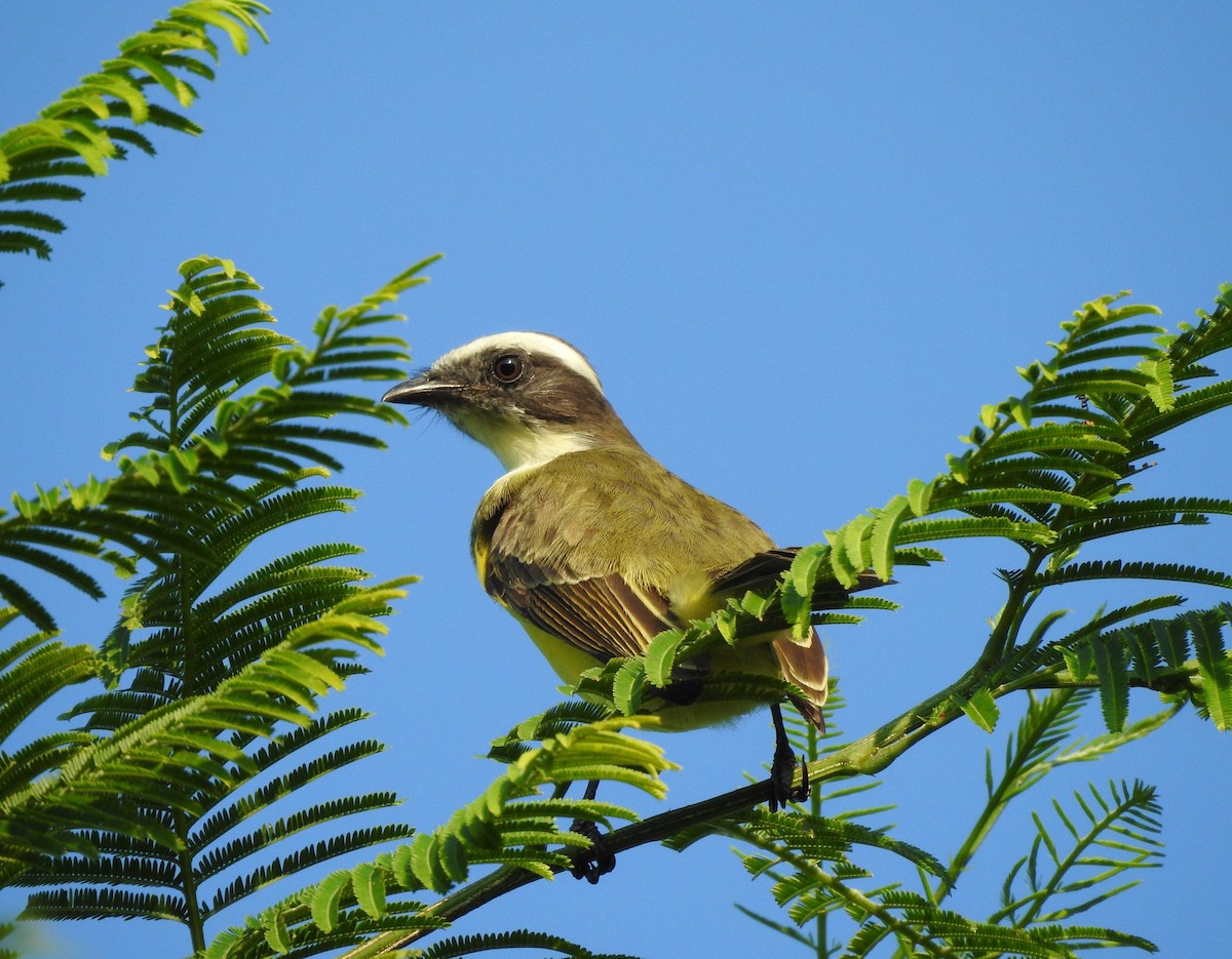 Tyran sociable - ML646466300