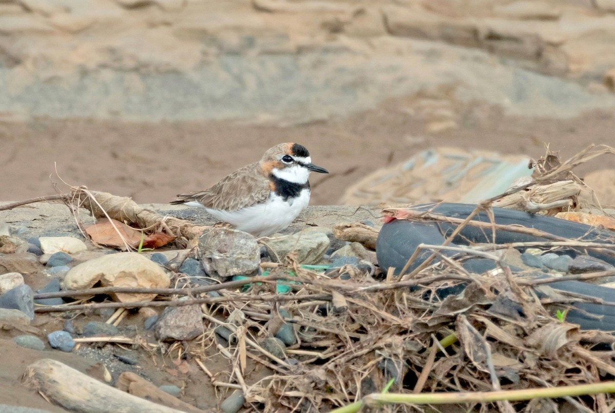 Yakalı Cılıbıt - ML646466301