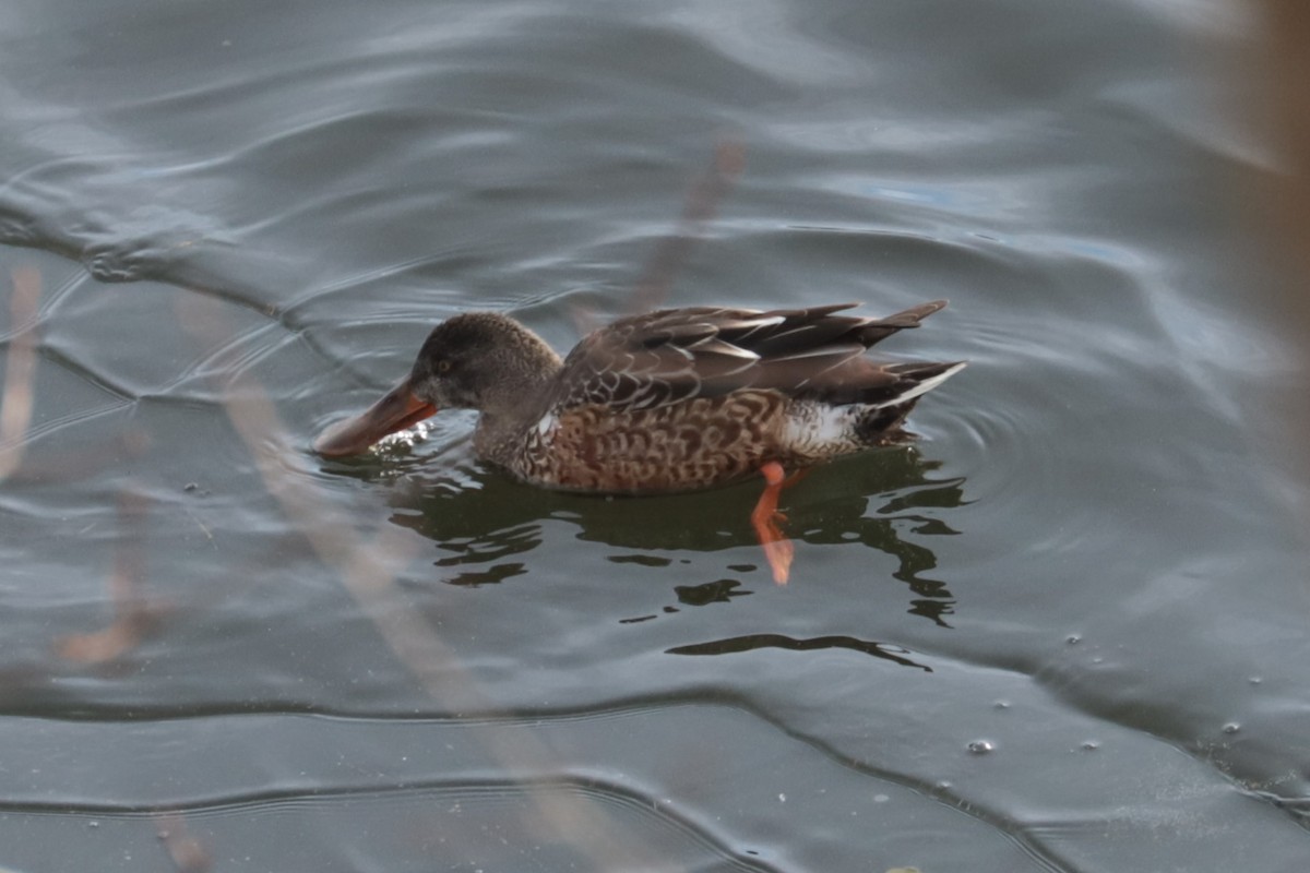Northern Shoveler - ML646466304