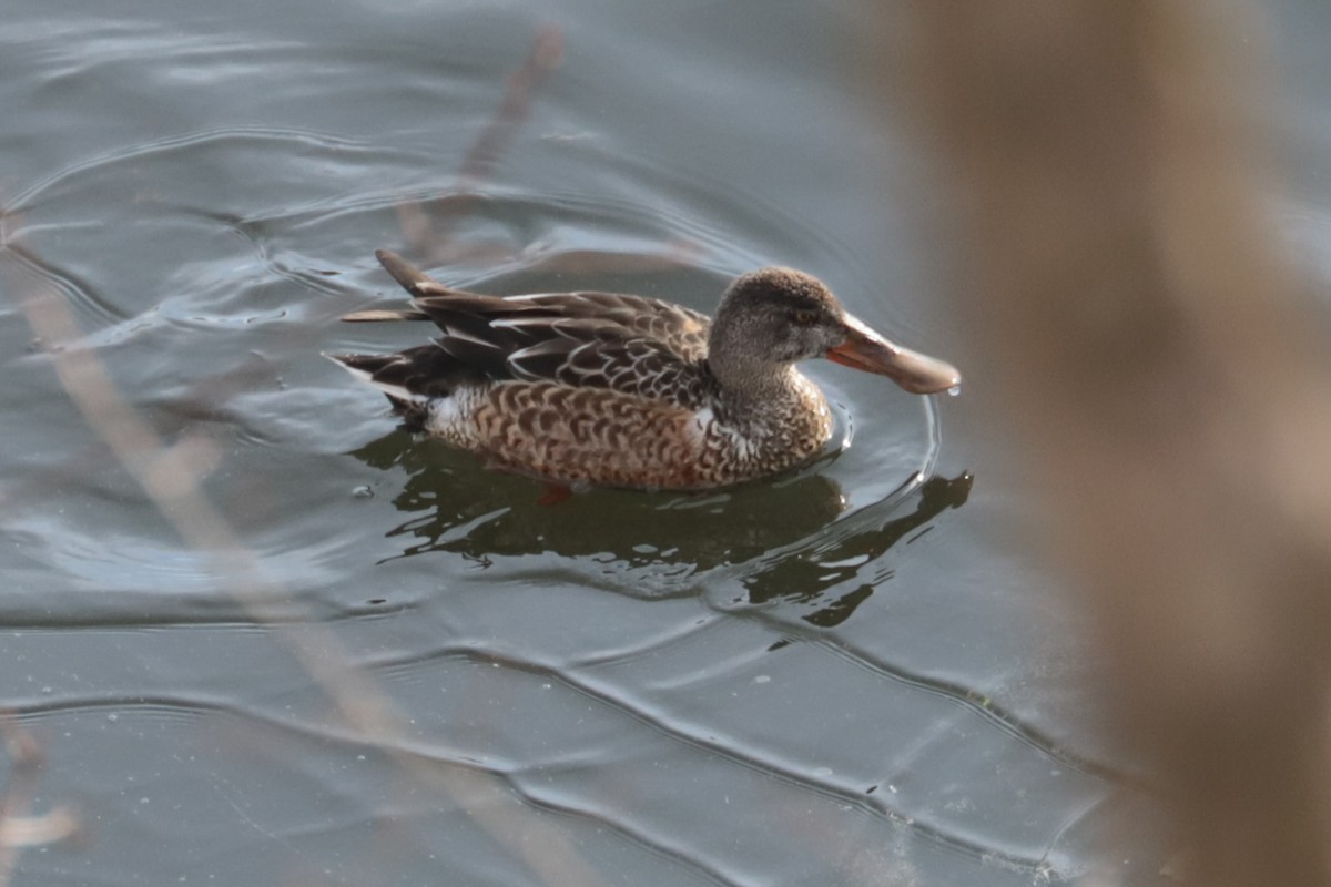 Northern Shoveler - ML646466305