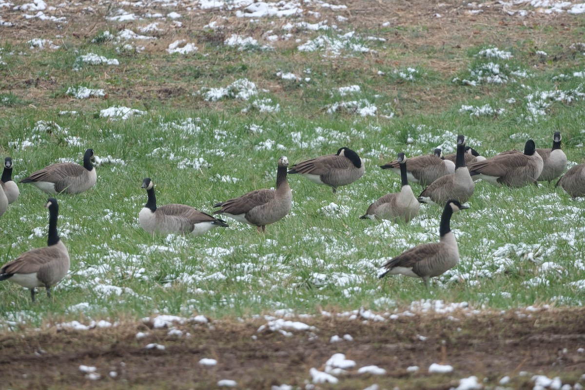 domácí husa sp. - ML646466307