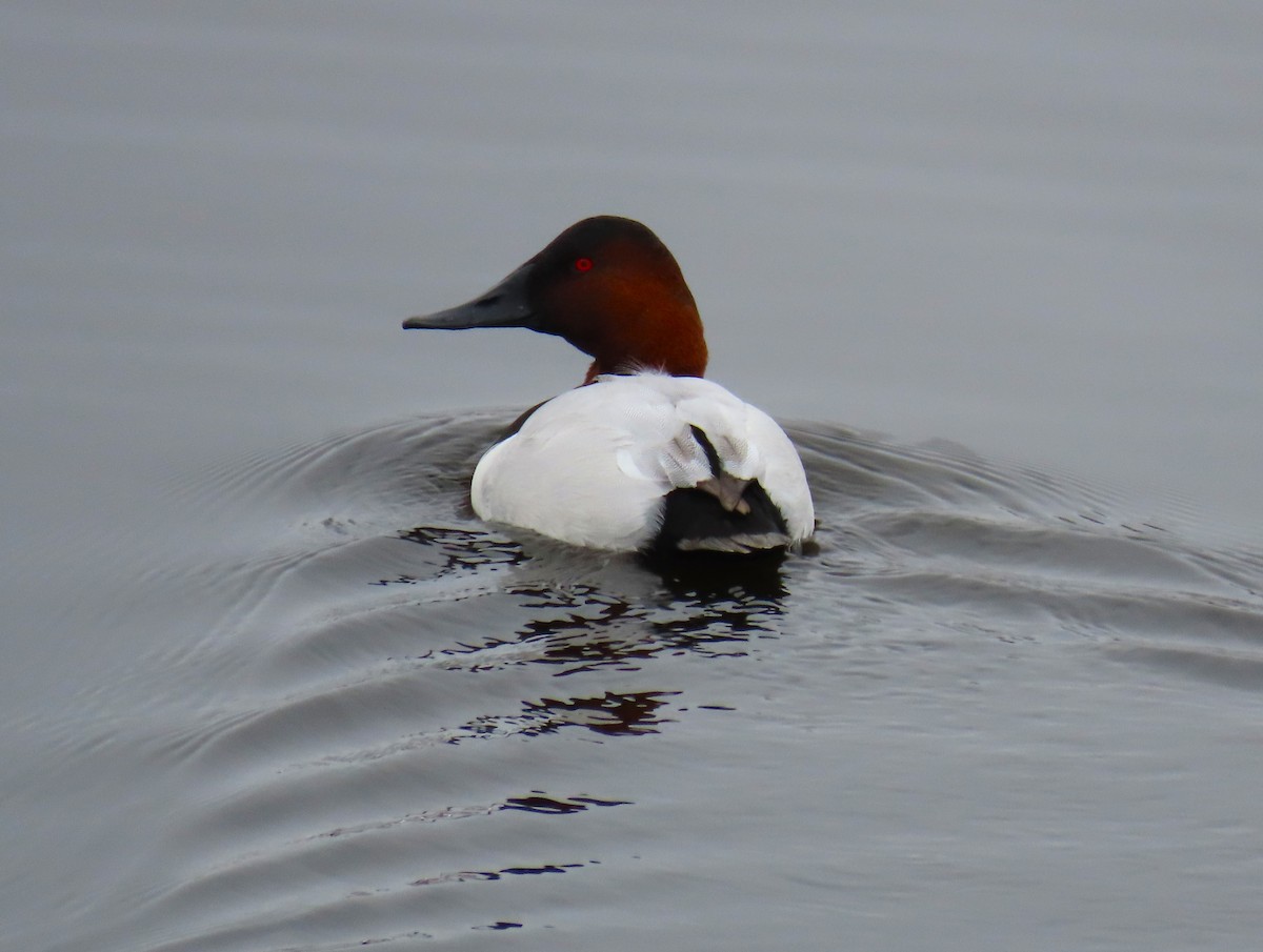 Canvasback - ML646466309
