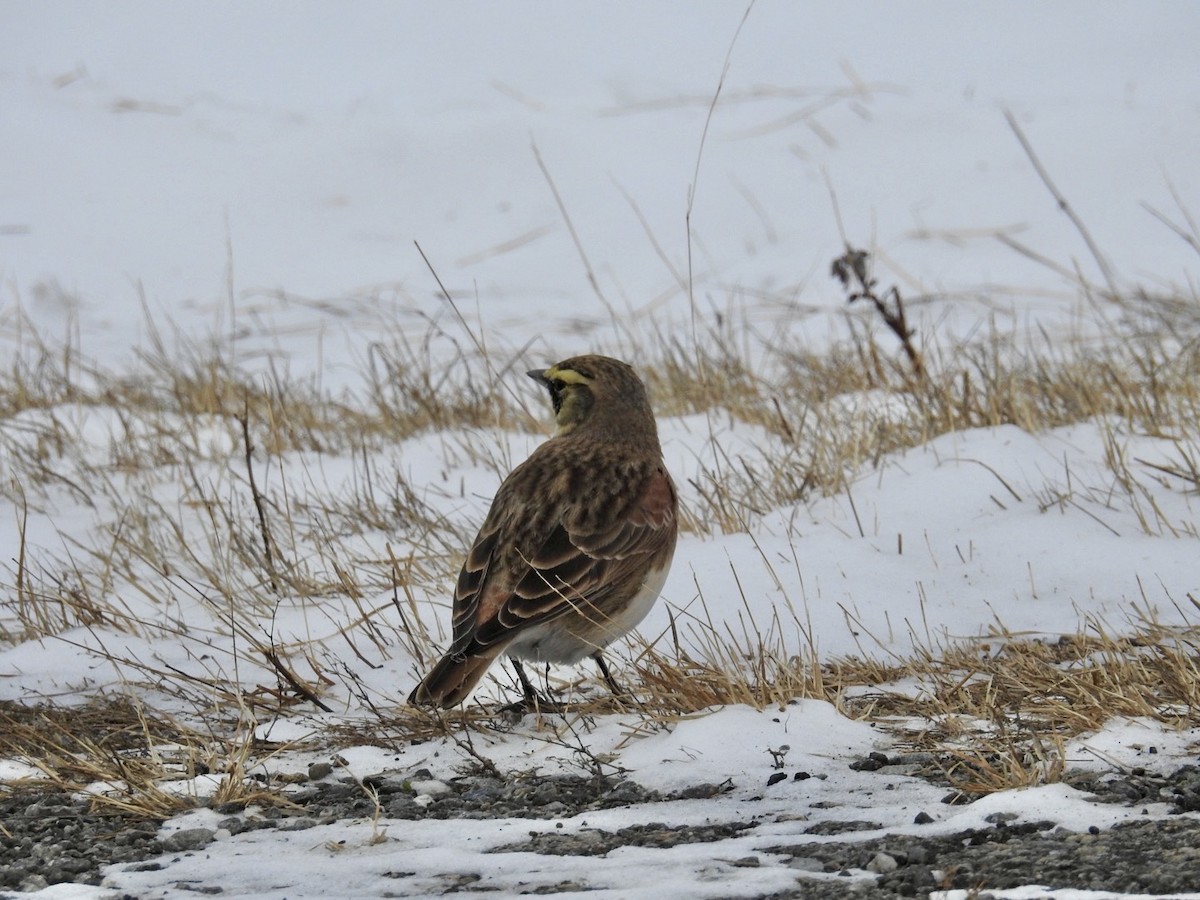 Horned Lark - ML646466312