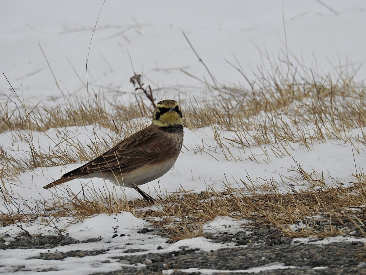 Horned Lark - ML646466313