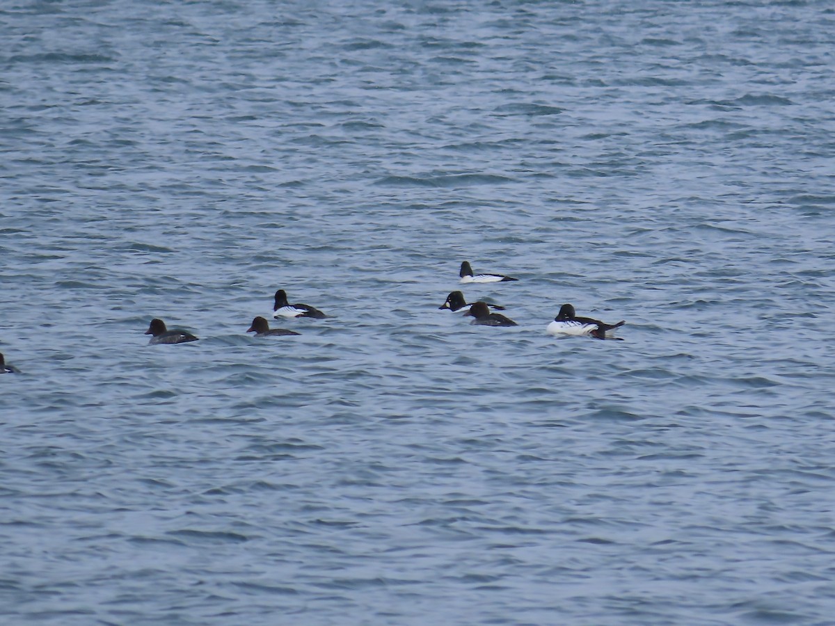 hohol severní - ML646466315