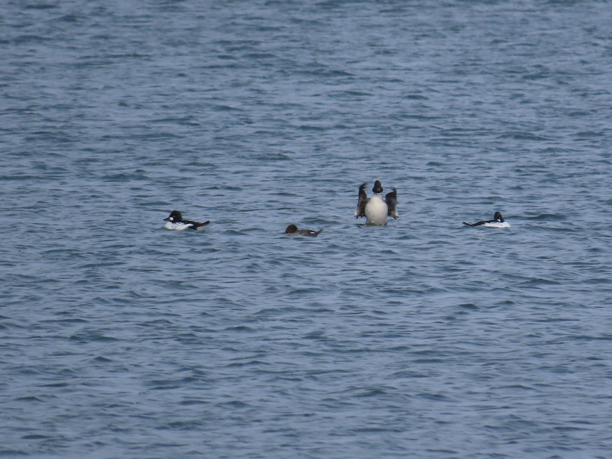 hohol severní - ML646466316