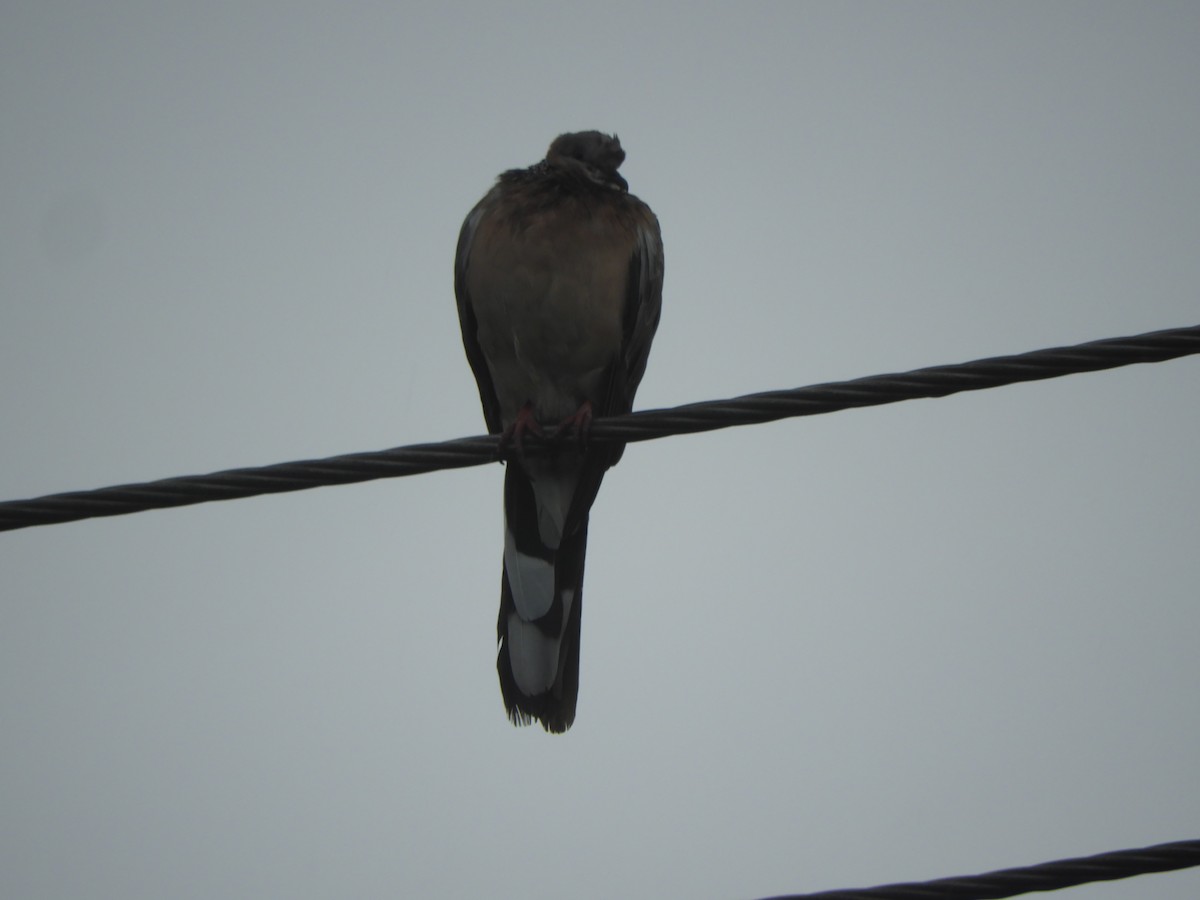 Spotted Dove - ML646466317