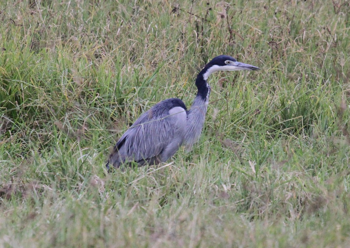 Black-headed Heron - ML646466318