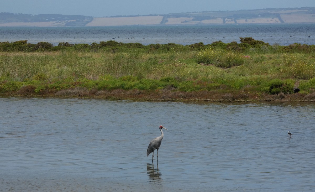 Grue brolga - ML646466326