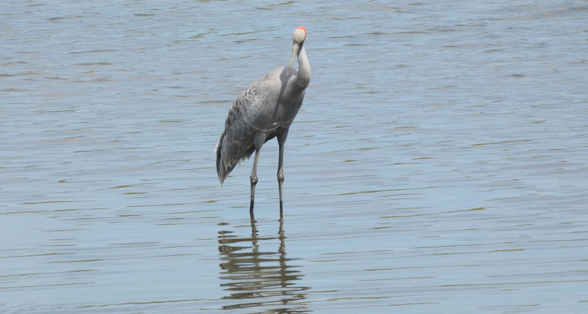 Grue brolga - ML646466327