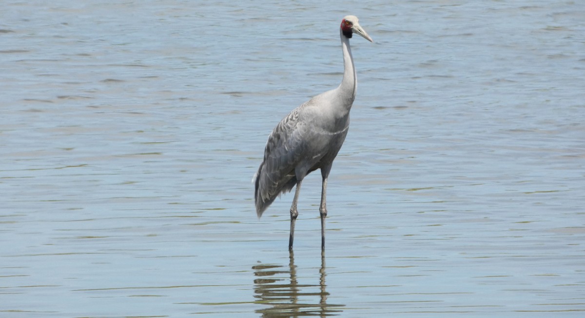Grue brolga - ML646466333