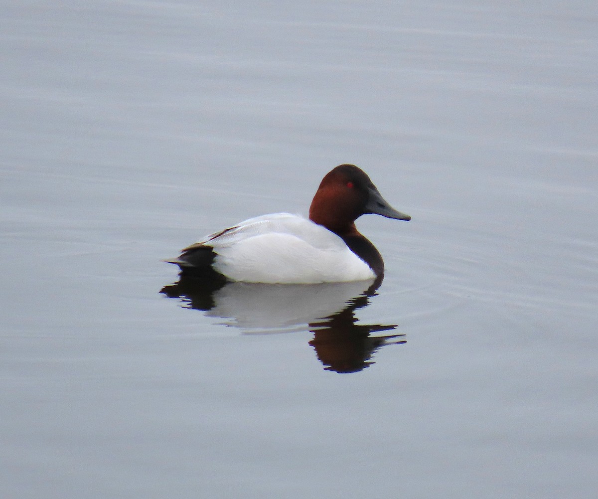Canvasback - ML646466334